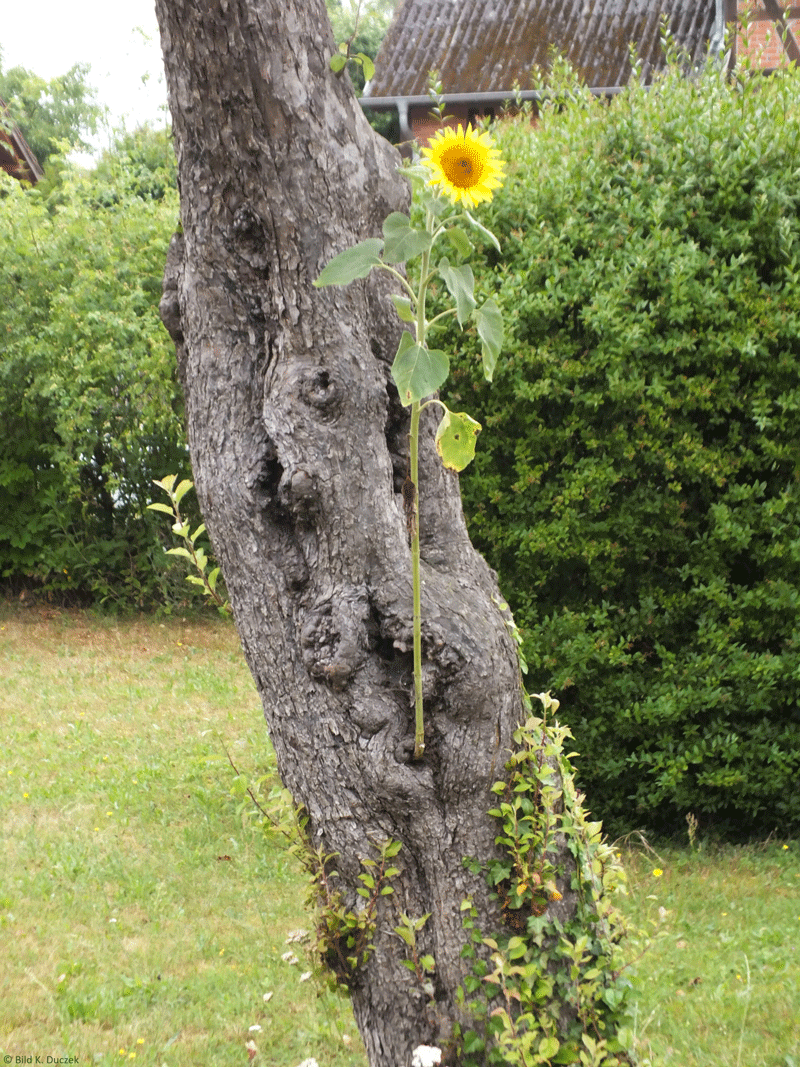 Blume